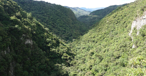 materia mata atlântica santa catarina