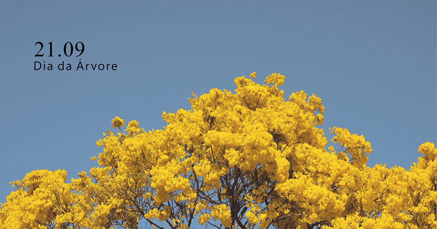 Ipê Amarelo, beleza natural do Brasil - Made In Guarda - Ecological Trend -