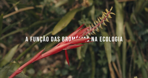 banner bromelias